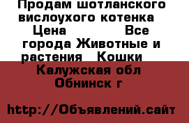 Продам шотланского вислоухого котенка › Цена ­ 10 000 - Все города Животные и растения » Кошки   . Калужская обл.,Обнинск г.